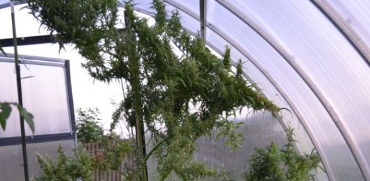 Na območju Dravograda zasegli konopljo