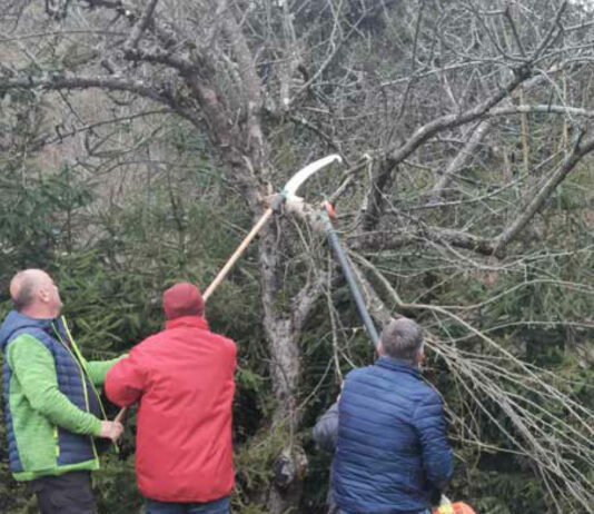 Obrezovanje sadovnjaka ob Prežihovi bajti