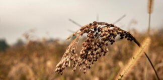 Proso / izkustvena delavnica